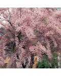 Тамарикс мелкоцветный | Тамарикс дрібноквітковий | Tamarix parviflora