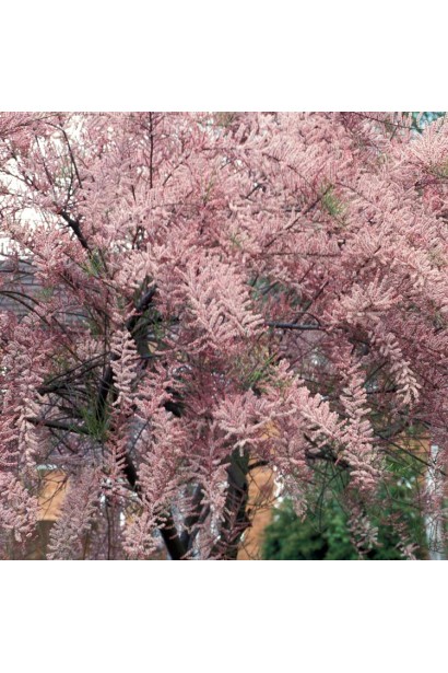 Рожеві суцвіття Тамарикс дрібноквіткового в саду.