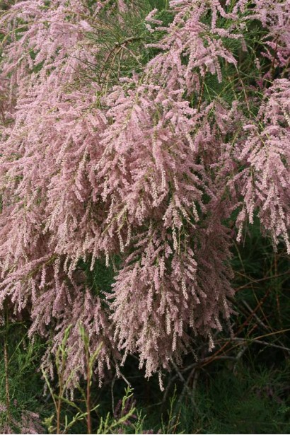 Тамарикс дрібноквітковий