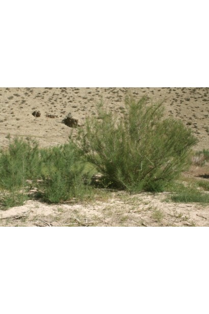 Тамарикс: Посухостійкий і невибагливий.