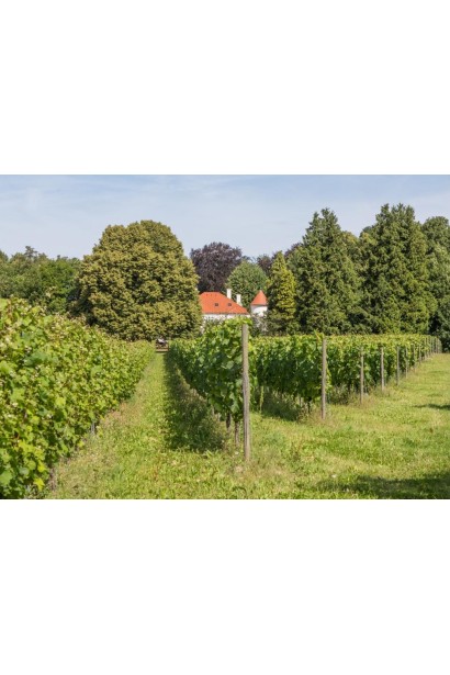 Виноград Йоханнітер платація