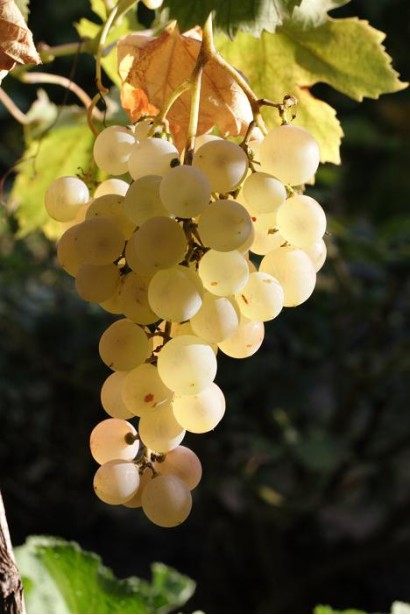 Грона винограду Йоханітер