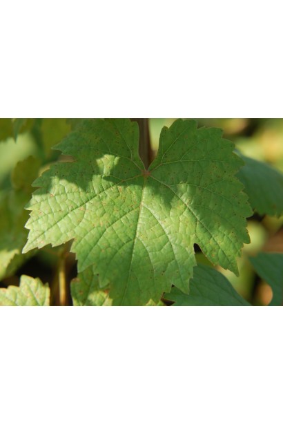 Виноград Йоханнітер листя