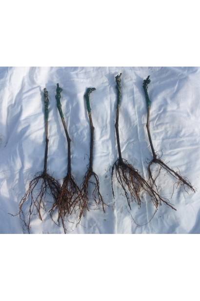 Виноград Йоханнітер коренева система