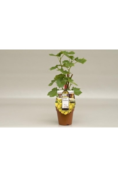 Виноград плодовий Йоханнітер саджанець в горщику