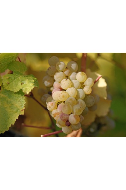 Виноград плодовий Йоханнітер 