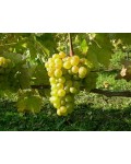 Виноград плодовий Йоханнітер | Виноград Йоханнитер | Vitis vinifera Johanniter