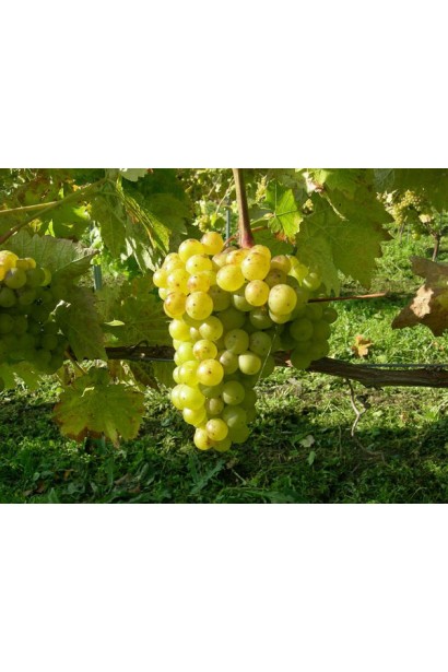 Грона винограду Йоханнітер