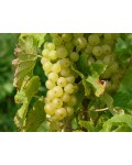 Виноград плодовий Йоханнітер | Виноград Йоханнитер | Vitis vinifera Johanniter