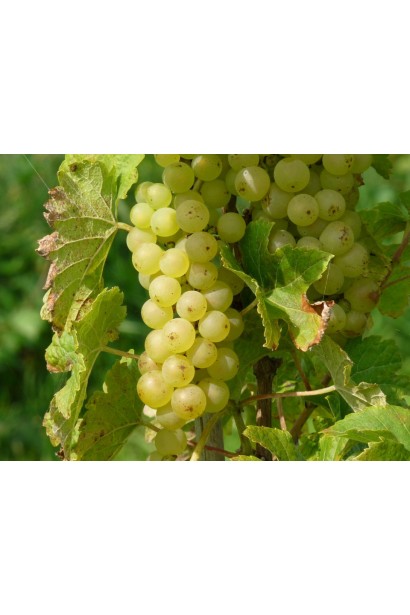 Виноград винний Йоханнітер
