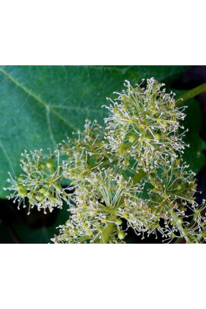 Виноград Johanniter цвітіння