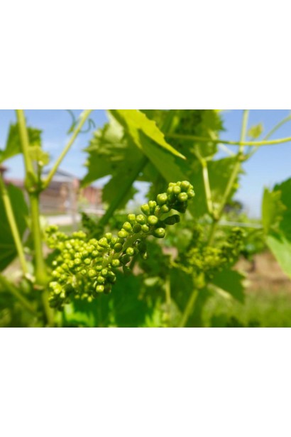 Vitis  Johanniter виноградна зав’язь