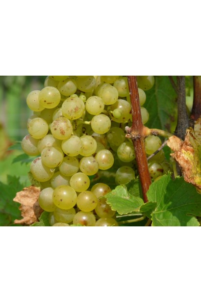 Vitis vinifera Johanniter