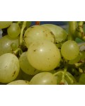 Виноград Йоханнитер | Виноград плодовий Йоханнітер | Vitis vinifera Johanniter