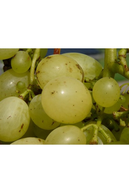 Виноград плодовий білий