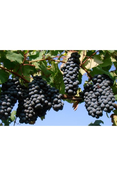 Виноград Маршал Фош | Виноград Маршал Фош | Vitis vinifera Marechal Foch