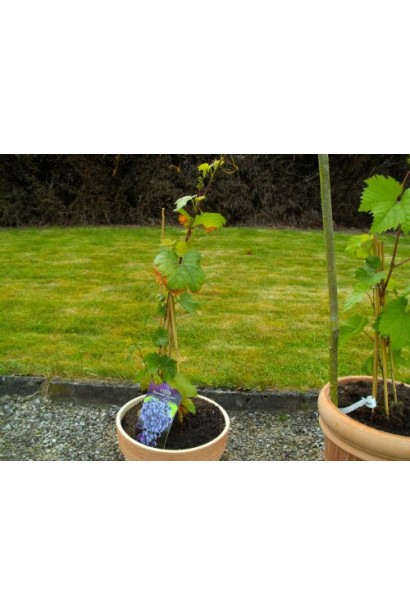 Виноград Маршал Фош | Виноград Маршал Фош | Vitis vinifera Marechal Foch