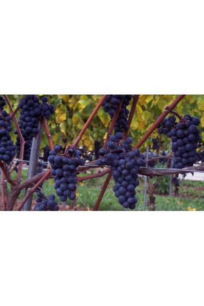 Виноград Маршал Фош | Виноград Маршал Фош | Vitis vinifera Marechal Foch