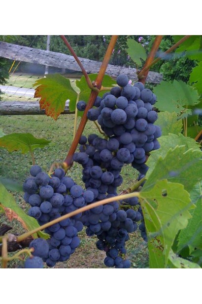 Виноград Маршал Фош | Виноград Маршал Фош | Vitis vinifera Marechal Foch