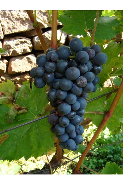 Виноград Маршал Фош | Виноград Маршал Фош | Vitis vinifera Marechal Foch