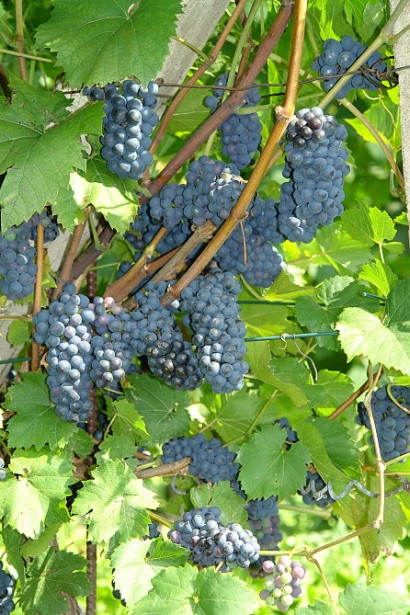 Виноград Маршал Фош | Виноград Маршал Фош | Vitis vinifera Marechal Foch