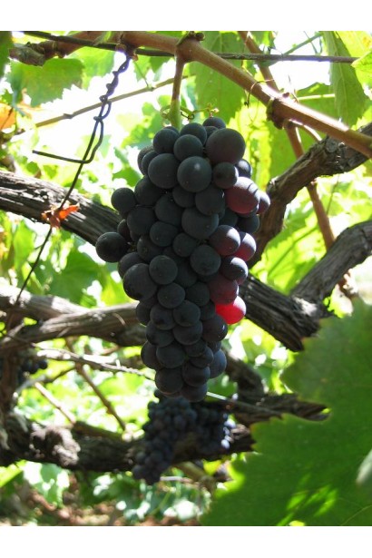 Виноград Маршал Фош | Виноград Маршал Фош | Vitis vinifera Marechal Foch