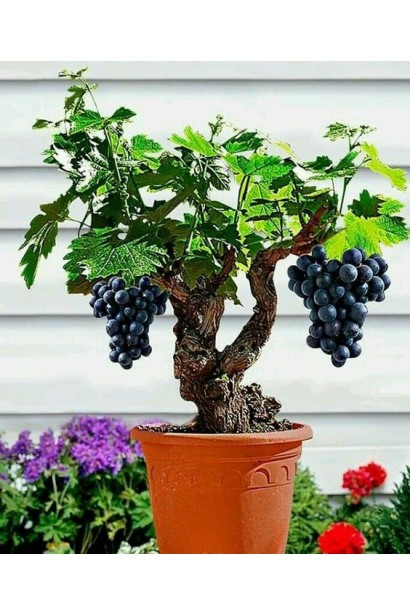 Виноград Маршал Фош | Виноград Маршал Фош | Vitis vinifera Marechal Foch