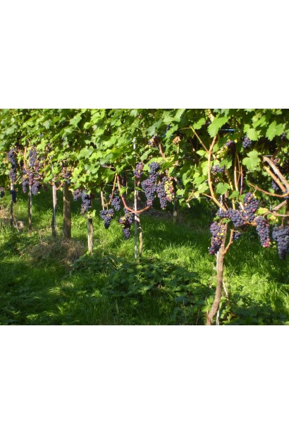 Виноград поздний Регент вьющийся куст