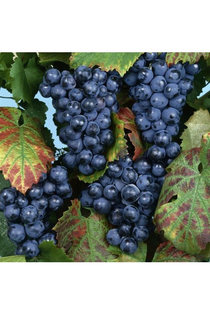 Плотные темно-синие гроздья винограда Regent