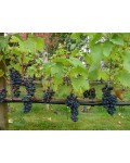 Виноград Регент | Виноград Регент | Vitis vinifera Regent