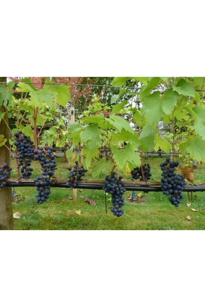 Vitis vinifera Regent