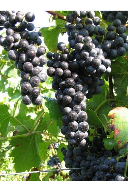 Синий плодовый виноград