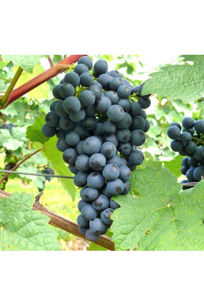 Виноград плодовый Регент