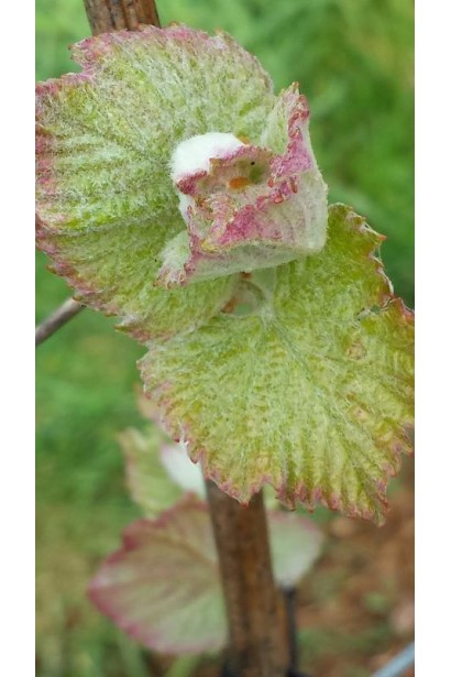 Молодые листья винограда гибридного Регент