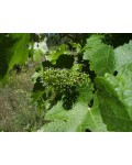 Виноград Регент | Виноград Регент | Vitis vinifera Regent