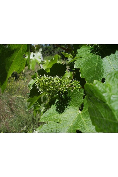 Виноград Регент цветения