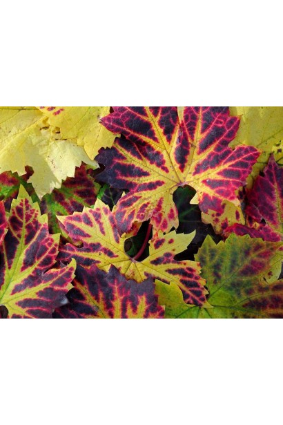 Рассеченные листья винограда Регент осенью