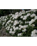 Рододендрон Каннінгемс Уайт | Рододендрон Каннингемс Уайт | Rhododendron Cunningham`s White