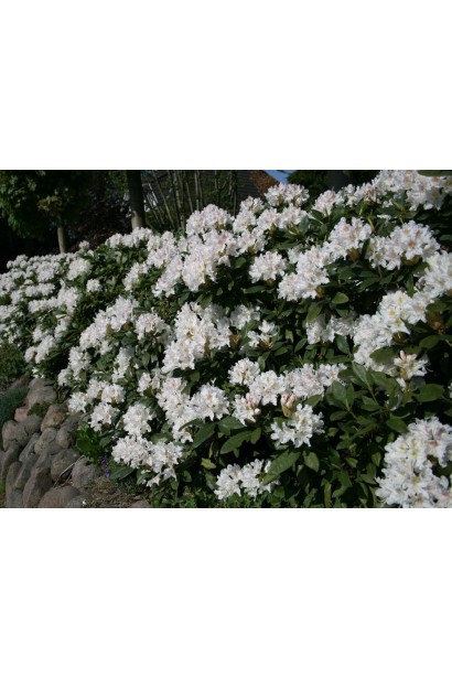 Рододендрон Cunningham's White дополняет садовую гамму белым.