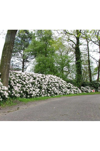 Рододендрон Каннингемс Уайт в качестве живой изгороди