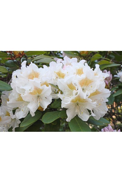 Rhododendron Cunningham`s White