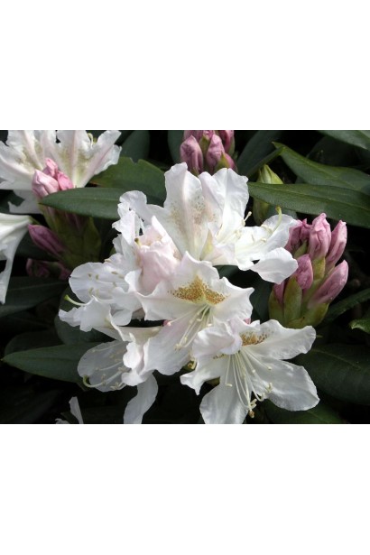 Белые цветы рододендрона Каннингемс Уайт – утонченность в саду.