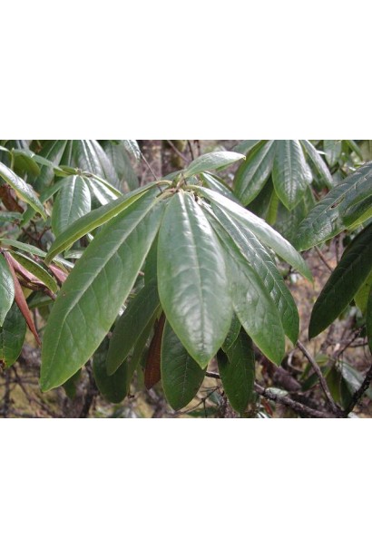 Куст Cunningham's White с густыми темно-зелеными листьями.