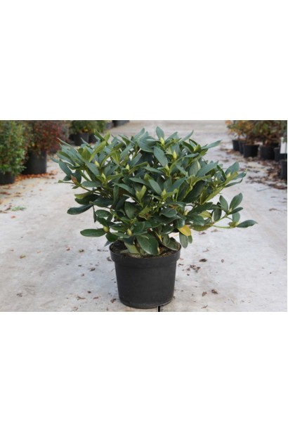 Контейнерный саженец Cunningham's White готов к высадке.