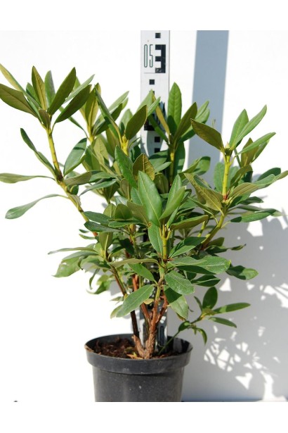 Садовый центр предлагает саженцы Cunningham's White для озеленения.