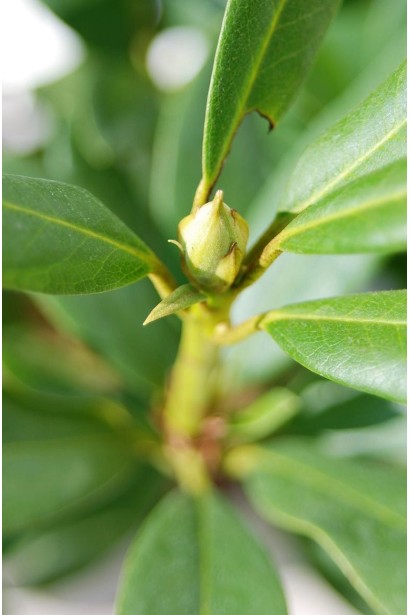 Рододендрон Каннингемс Уайт