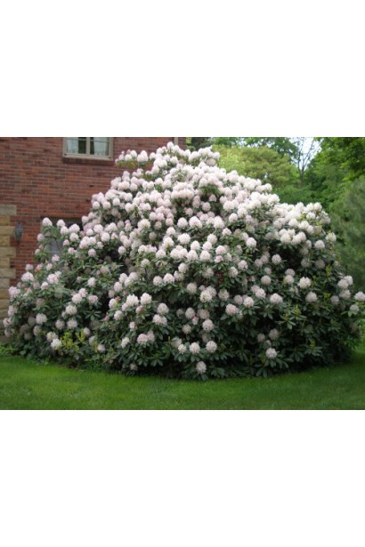 Куст рододендрона Каннингемс Уайт украшает парки и сады.