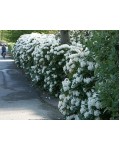 Рододендрон Каннингемс Уайт | Рододендрон Каннінгемс Уайт | Rhododendron Cunningham`s White