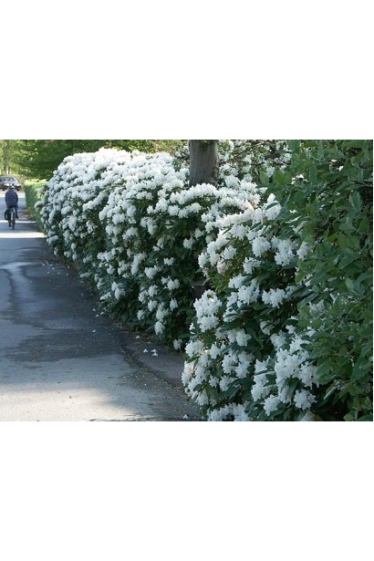 Rhododendron Cunningham`s White