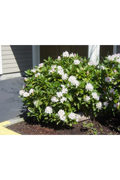 Рододендрон Каннінгемс Уайт